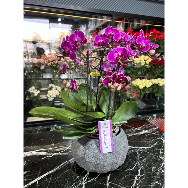 Pembe Orkide İthal Dört Dallı